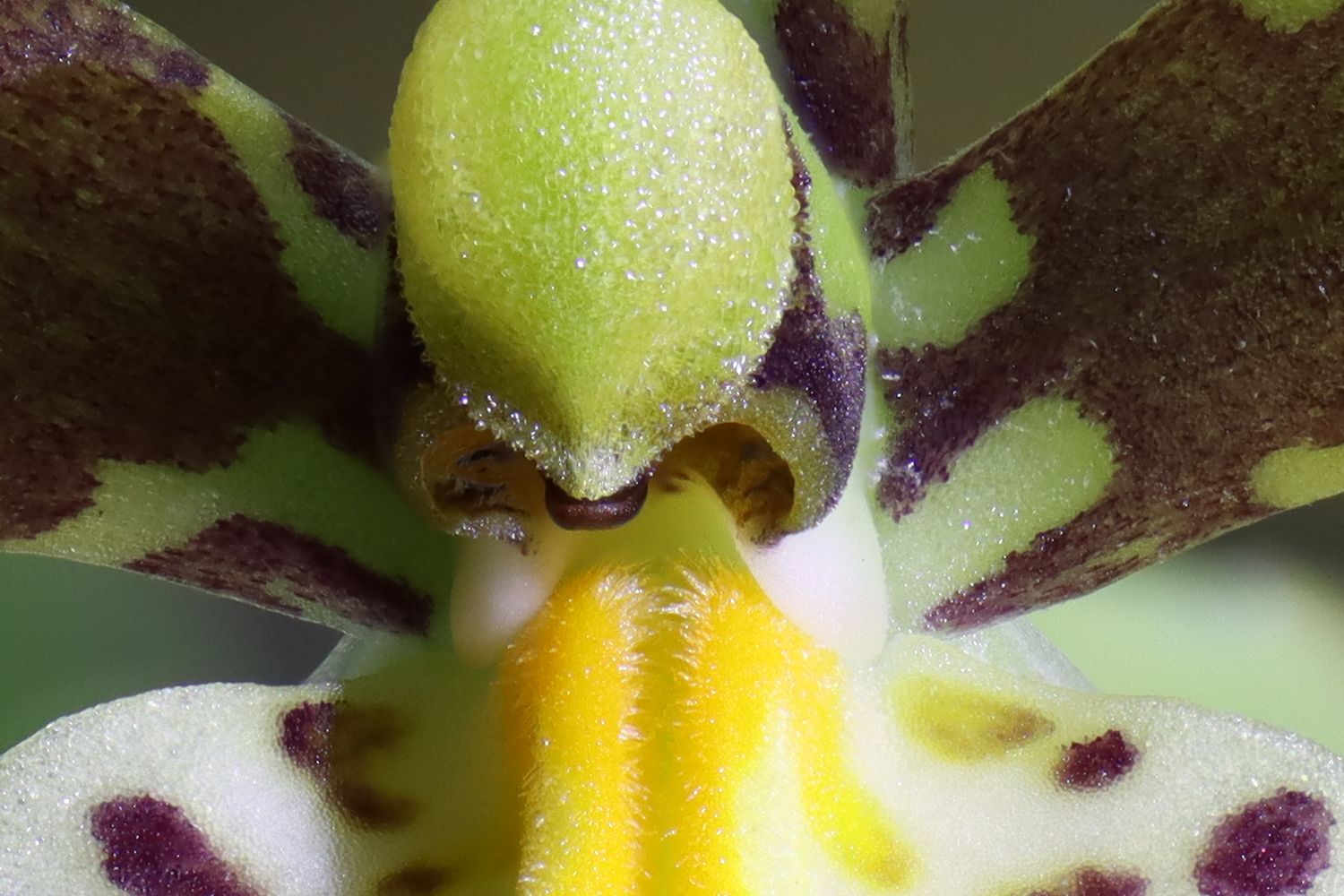 Spinnenorchidee
